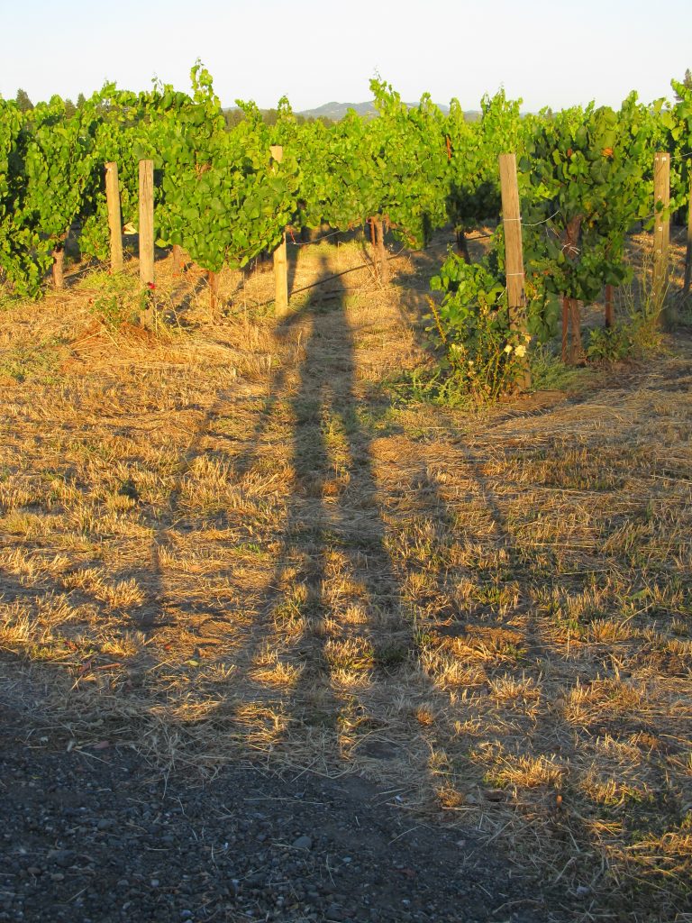 Bike Shadow