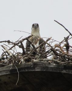 Hawk in Nest