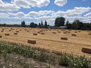 Hay Field