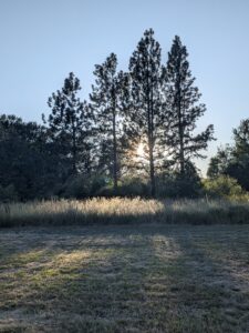 Tree Sunset