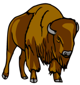 Bison